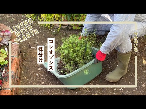 輪生コレオプシス、Coreopsis verticillata 'Moonbeam'