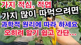 가지 많이 따먹으려면 적심(순지르기)과 적엽(잎 따기). 과학적 원리에 따라 -오히려 알기 쉽고 간단합니다.…