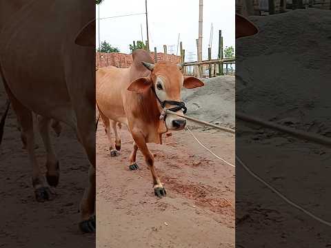 Gabtoli Gorur Haat 2024 Eid Ul Adha