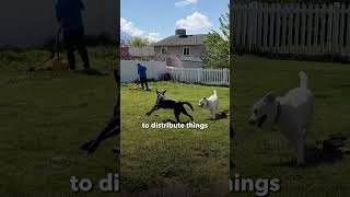 Mastering Pet Waste Cleanup on Corner Lots: Tips for a Spotless Yard