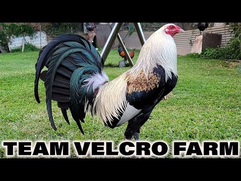 Beautiful Birds BATE GREY BLACK JAP | Team Velcro - Farm Visit