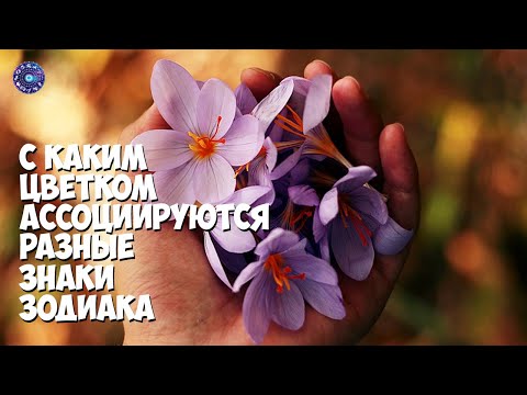 С каким цветком ассоциируются разные знаки зодиака