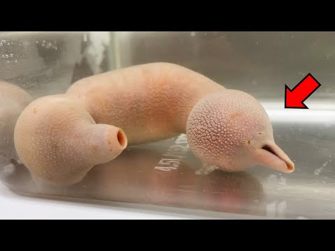 Amazing Sea Cretures !! - Spoon Worm Dissection