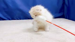 スコティッシュフォールドの動画01