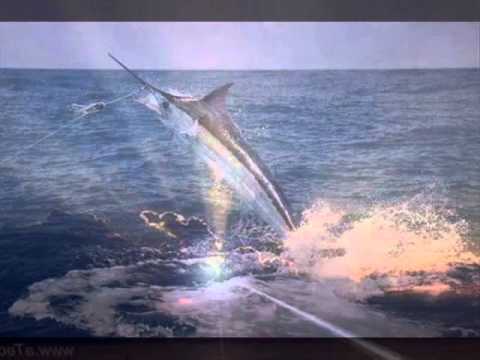 KLAPA ŠIBENIK - ZALUDU ME SVITOVALA MATI_