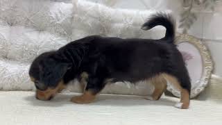 ハーフ犬の動画01