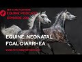 EP 298 Neonatal Foal Diarrhea In Horses Causes Diagnosis Treatment Explained