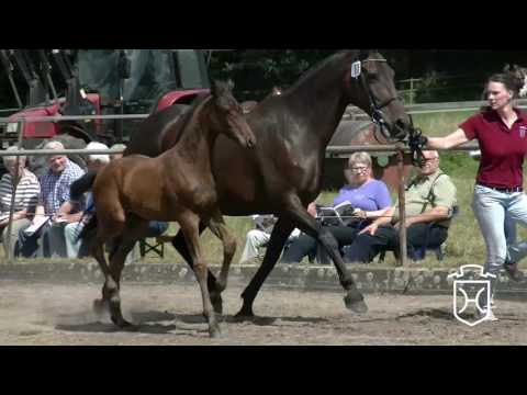 IZ065 Hengstfohlen von Quiran - Contender - Fleming