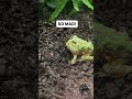 The Baby Pac-Man Frogs Get Mad at Us! 🐸 😈 #funnyanimals #frog #funnyvideo #mad #viral #pets #angry