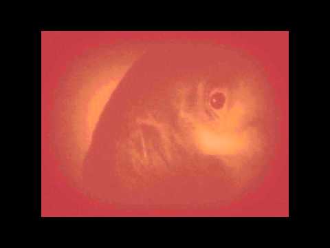 Video thumbnail for Die lachenden Tausend // Smaragdgrüner Buddah