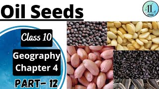Oil Seeds | Food Crops other than Grains | Agriculture | Class 10 Geography Chapter 4 | NCERT UPSC