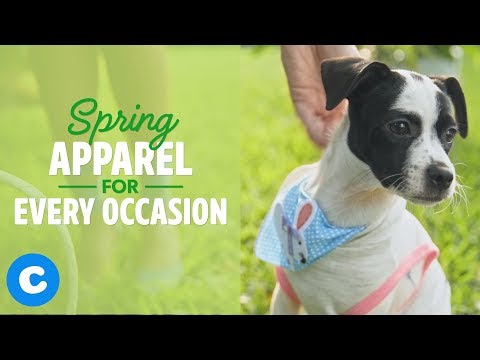 download lagu mp3 mp4 Chambray Dog Bandana, download lagu Chambray Dog Bandana gratis, unduh video klip Chambray Dog Bandana