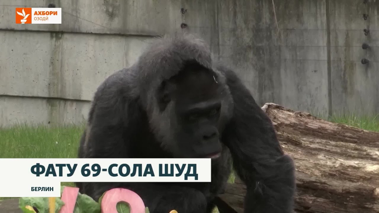 Дар Берлин зодрӯзи куҳансолтарин гориллаи рӯйи оламро ҷашн гирифтанд