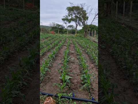 Bom dia pessoal chuva no norte de Minas  Espinosa 🙏🙏