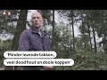 NATUUR:  Hoe aanhoudende droogte bomen beschadigde