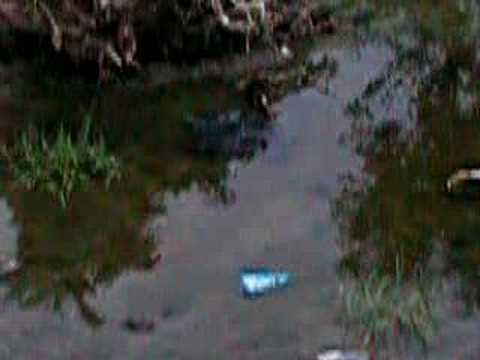 Rana ridibunda (lessonae?) & Bombina variegata