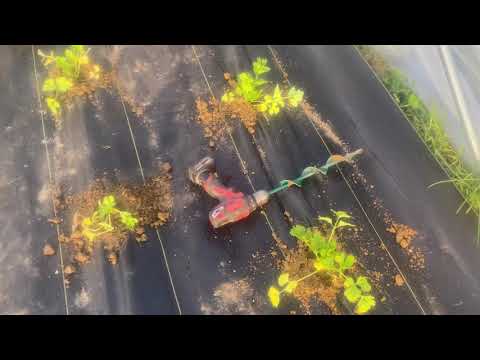 Transplanting in our high tunnel