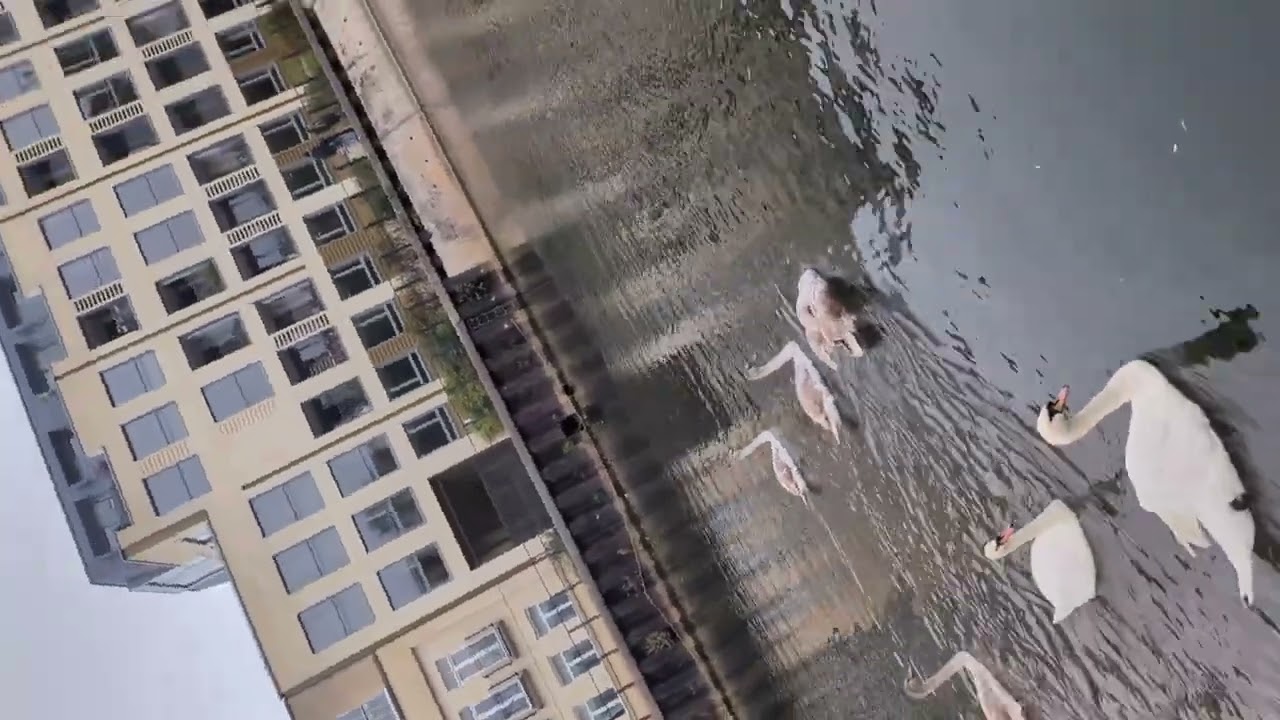 DJI Osmo Mobile 8 — Gimbal movement - YouTube