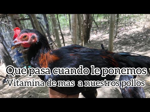 , title : 'QUE PASA CUANDO LE PONEMOS DEMASIADA  VITAMINA ALOS POLLOS'