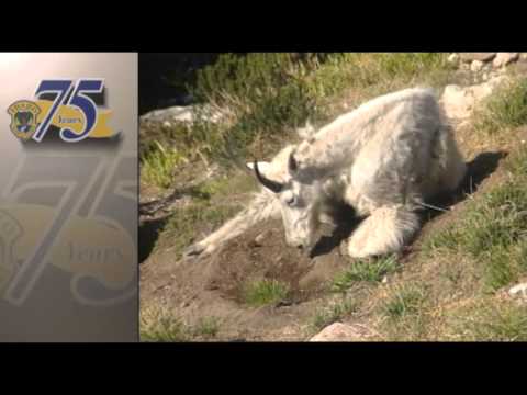 Eyes in the Sky: Mountain Goat Surveys