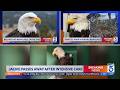 The life and legacy of Big Bear bald eagle Jackie