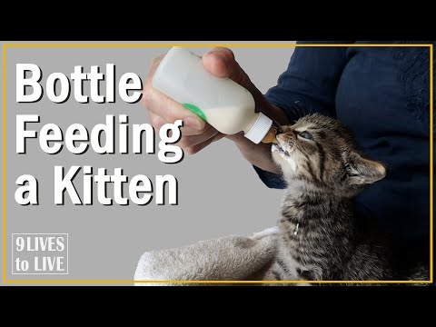 How to Bottle Feed a Kitten: Best Tips for Beginners