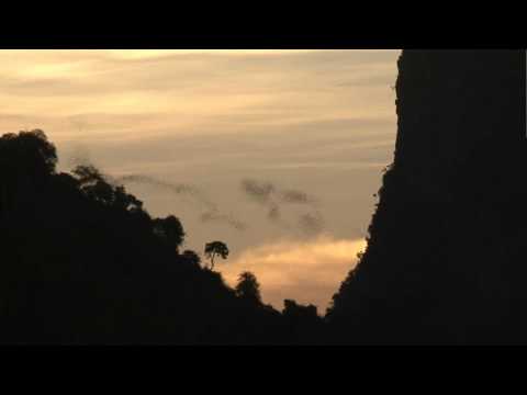 Chauves-souris Chaerephon plicatus