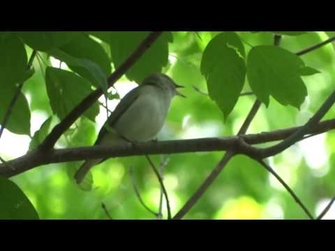 Red-Eyed Vireo Song