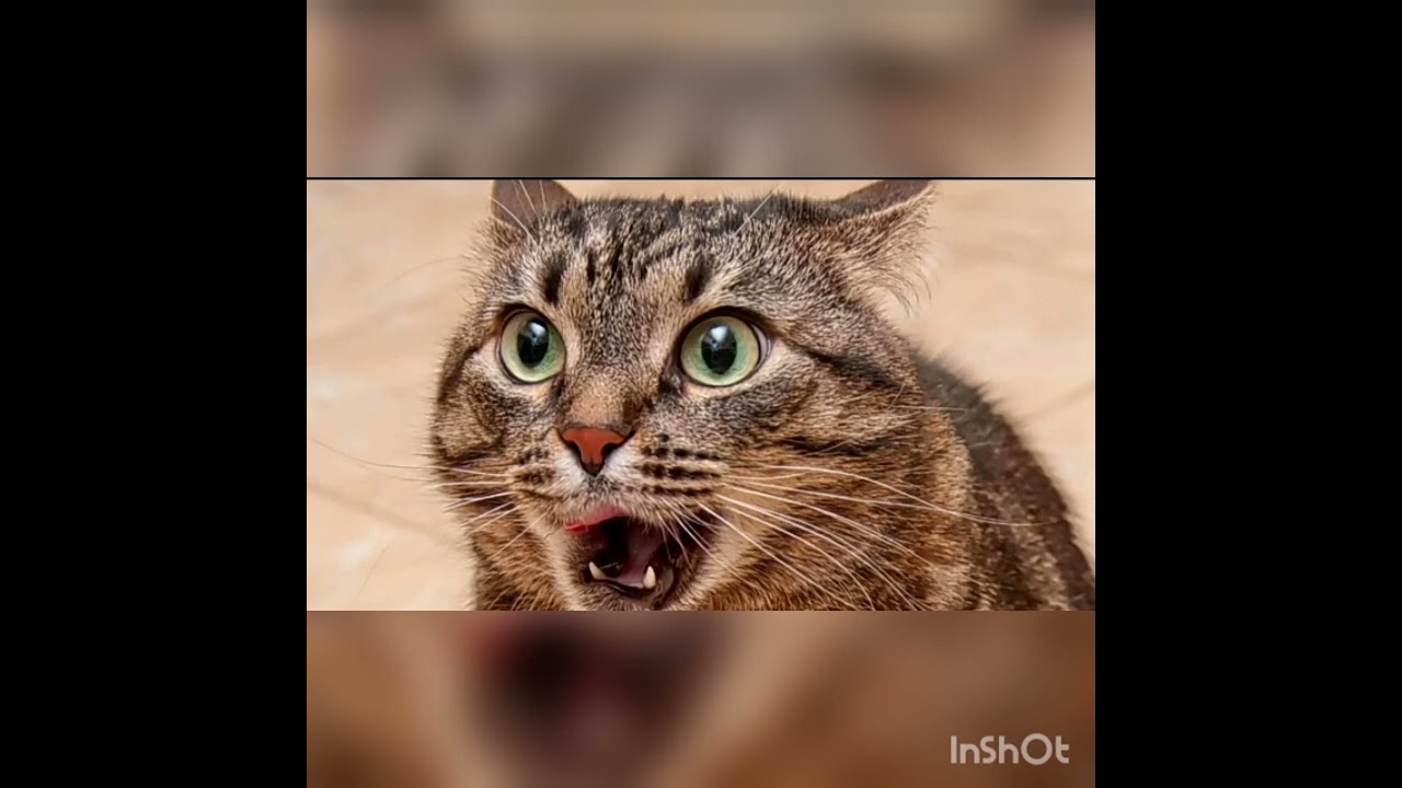 ##*Angry cat picture##*