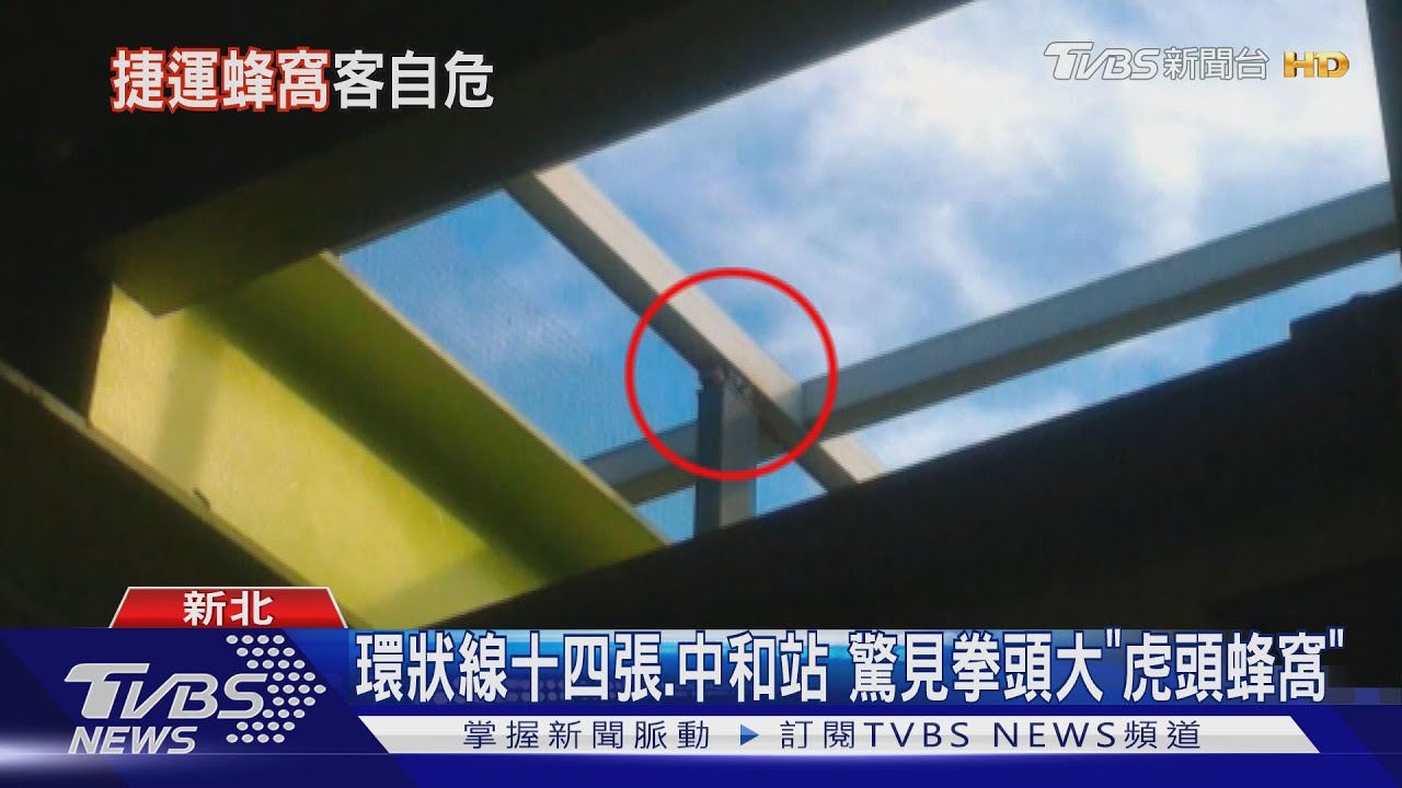 環狀線十四張、中和站　驚見拳頭大「虎頭蜂窩」