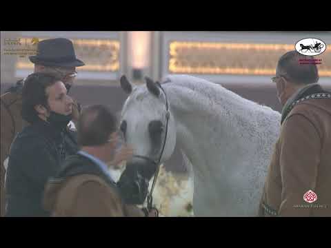 N 208 NOFT ALNAYFAT   Katara International Arabian Horse Festival   Mares 7 10 Years Old Class 8B