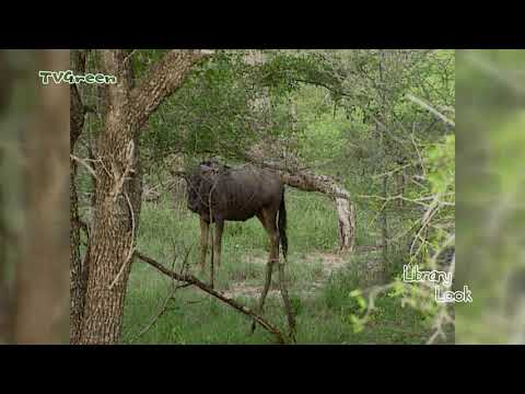 FaunaView: Kruger Park #1 (video_only)