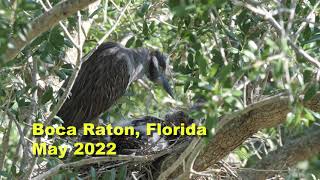 Yellow-Crowned Night-Herons nesting in my suburban neighborhood.