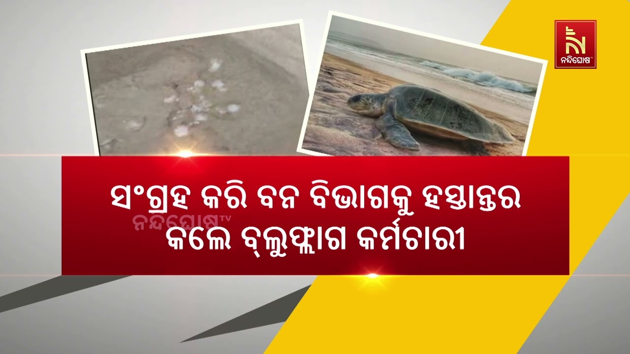 ପୁରୀ ବ୍ଲୁ ଫ୍ଲାଗ ବିଚରେ ପ୍ରଥମ ଥର ପାଇଁ ଅଣ୍ଡା ଦେଲେ ଅଲିଭ ର?