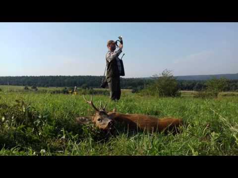 "Sarna na rozkładzie"