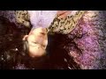 Purson - Death's Kiss (Official Video) 