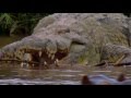 African Nile Crocodile Part 03 HD 1080p