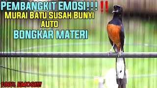 Download lagu AWAS NGAMUK!!!PANCINGAN EMOSI MURAI BATU 100% AMPUH BIKIN MURAI JADI JUARA mp3
