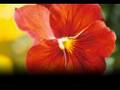 Este Terco Corazon - Musica Romantica 