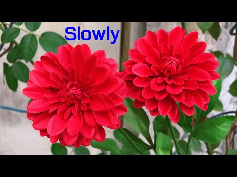 ABC TV | How To Make Dahlia Paper Flower With Shape Punch #1 (Slowly) - Craft Tutorial