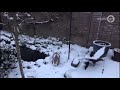 Molly het konijn van Annemieke vind de sneeuw erg leuk