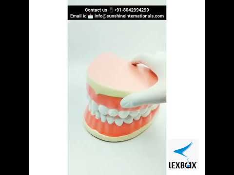 Fiber manual human teeth model, for clinical