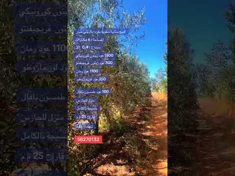 Ferme à vendre à Beni Khiar (Ghardaya) – 6 hectares