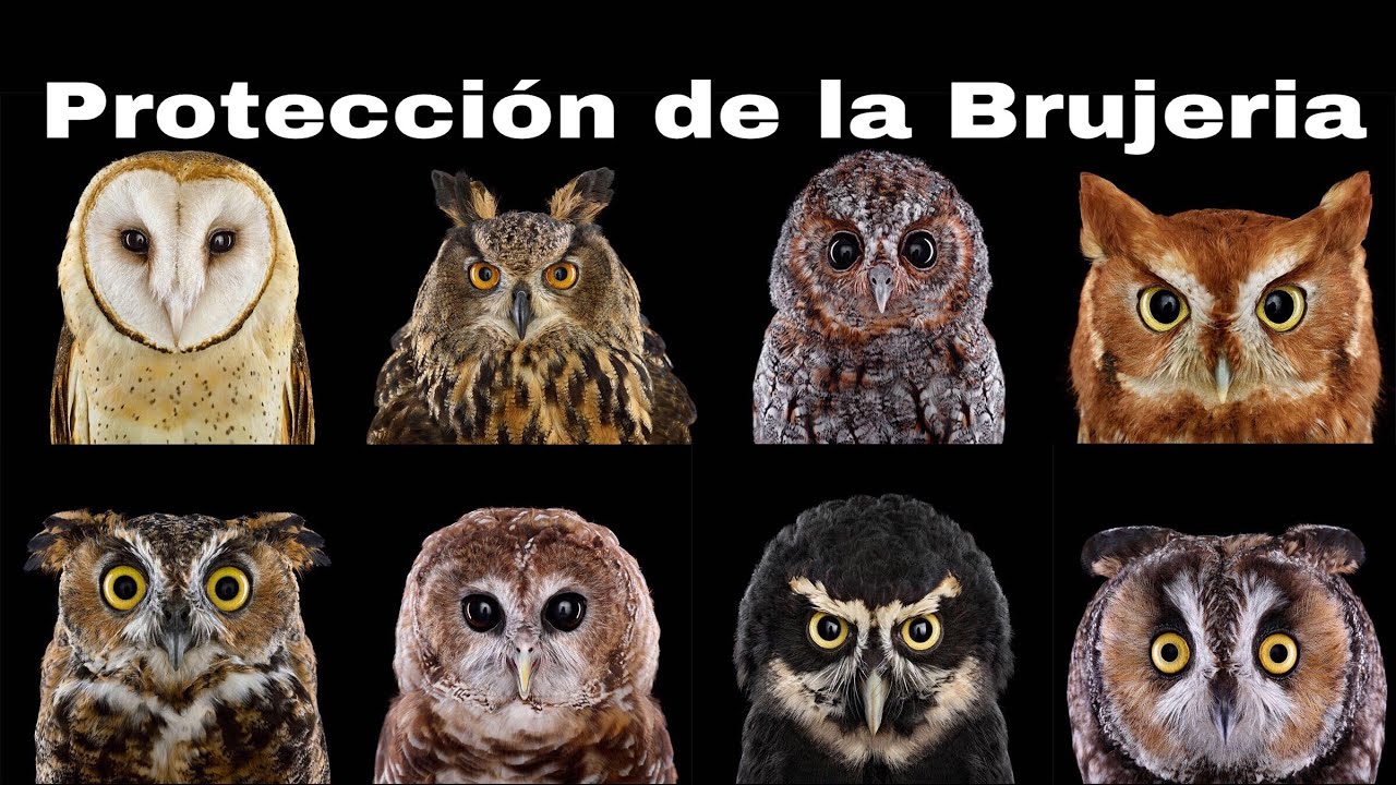 Aleja malas energias envidias brujerias con el buho de la suerte