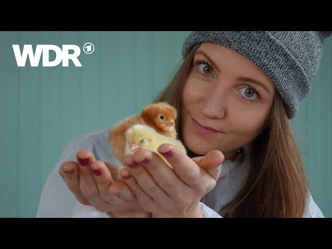 neuneinhalb – Deine Reporter: Eintagsküken | WDR
