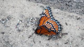 Suicidal Tendencies - A Little Each Day (trio+ cover)