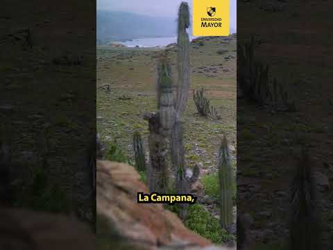 Investigador U. Mayor descubre siete nuevas especies fúngicas en Chile