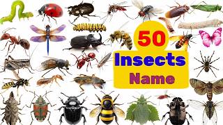 Insects Name | 50 insects name in english |Bugs & Insects Learning Video |Learn Insect Names for Kid