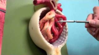 Kidney - Renal Corpuscle
