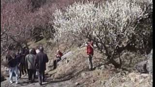 preview picture of video 'Yugawara Plum  Orchard  湯河原梅林'